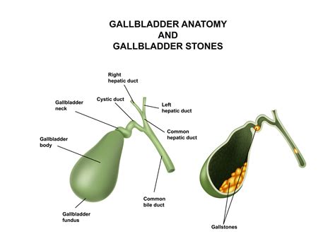 [DIAGRAM] Diagrams Of Gallbladder - MYDIAGRAM.ONLINE