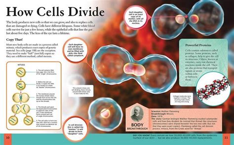 Largest Cell in Human Body - TerrellkruwCasey