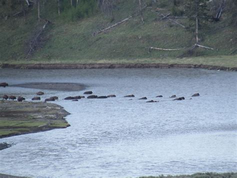 Paula's Picture of Peace: Yellowstone Wildlife