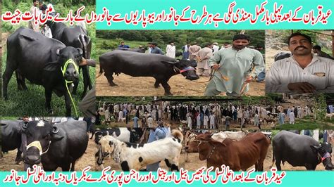 Animal market dongi kotli mirpur azad kashmir | dongi muvashi mandi kotli mirpur kotli kashmir ...