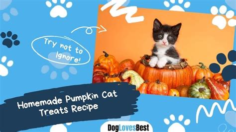 Homemade Pumpkin Cat Treats: A Delicious and Nutritious Recipe