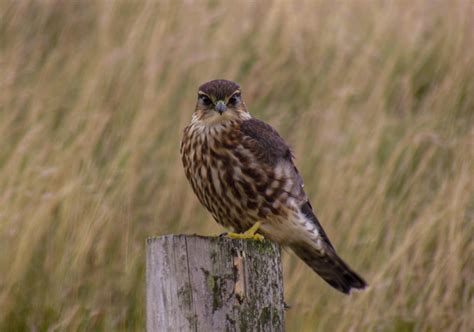 Merlin | BirdForum