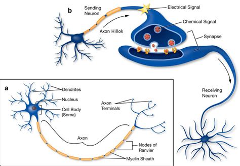 3: a) Structure of neuron with axon, dendrites and synapses. b ...