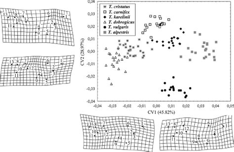 Ordination of adult specimens of six Triturus species in the space of ...