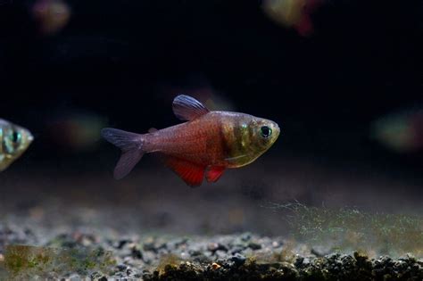 Flame Tetra Care: Size, Tank Mates, Diet, Water & More