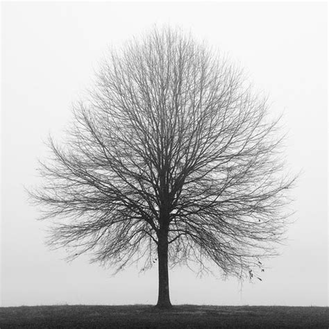 black and white photography tree photography winter