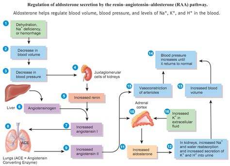 The Renin Angiotensin Aldosterone Reflex