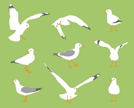 Seagull Behavior Flat Design Green Stock Illustration - Download Image Now - Seagull, Cartoon ...