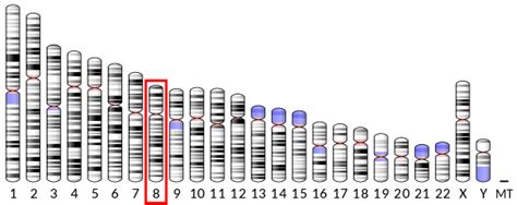 Cathepsin B - Wikipedia