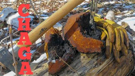 Chaga- Harvesting and Brewing - YouTube