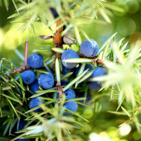 All About Juniper Berries + 11 Recipes | MOON and spoon and yum