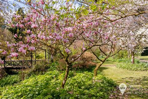 Birr Castle Gardens - a springtime delight • All Around Ireland