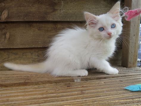 Ragdoll Cats For Sale | Jacksonville, FL #220051 | Petzlover