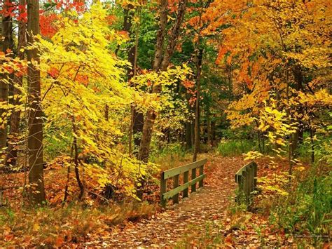 Autumn Wallpaper: Beautiful Fall Wallpapers | Autumn scenes, Autumn scenery, Autumn wallpaper hd