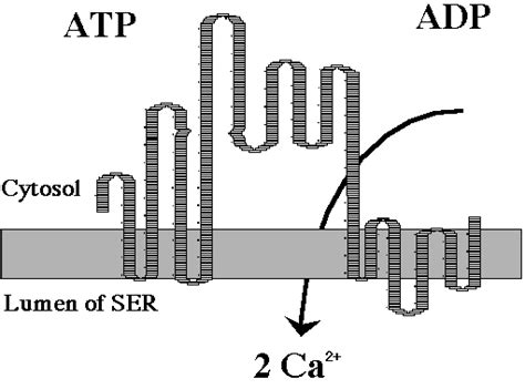 Model of Calcium Pump Poster