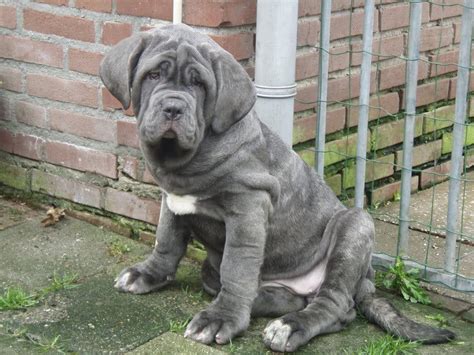 Grey Neapolitan Mastiff dog photo and wallpaper. Beautiful Grey ...