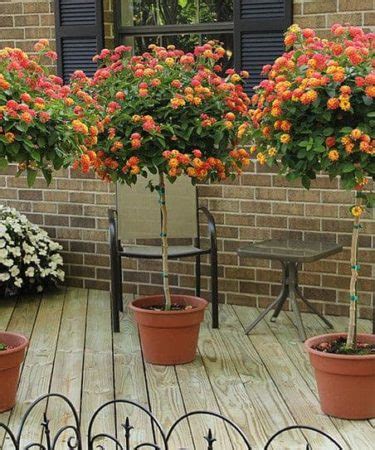 Lantana Plant: How To Grow and Care For Lantana Flowers