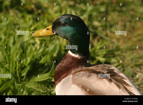 Mallard drake in full summer plumage Stock Photo - Alamy