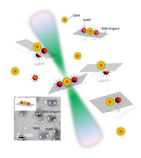 Quantum Dots and Gold Nanoparticles