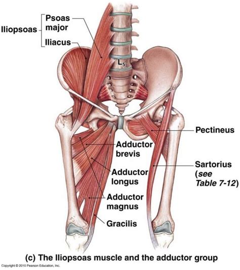 Groin Muscle Anatomy Diagram . Groin Muscle Anatomy Diagram Muscles On ...