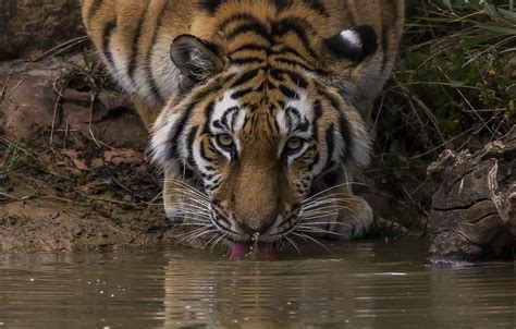 Tiger Drinking Water Wallpapers - Top Free Tiger Drinking Water ...