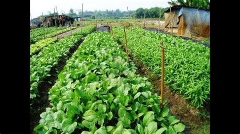 Commercial Vegetable farmer harvesting vegetable, Sylhet,Bangladesh ...