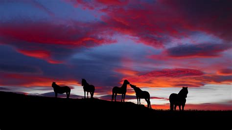 Icelandic Horses - Desktop Wallpaper