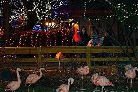 Christmas at the Zoo is one of the very best things to do in Indianapolis