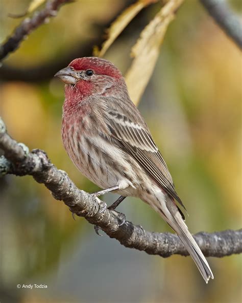 A few common New England birds from the last week - FM Forums