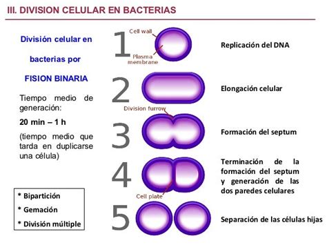 Arqueobacterias: FISION BINARIA