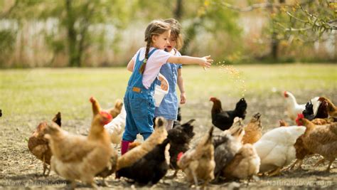 Why farm life is good for kids: Chores, fresh air, sunshine, and a wide range of microbes for a ...