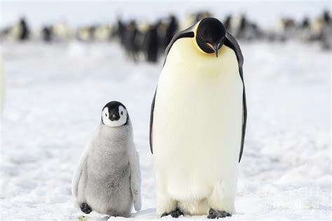 Emperor Penguin And Chick Photograph by Dr P. Marazzi/science Photo ...