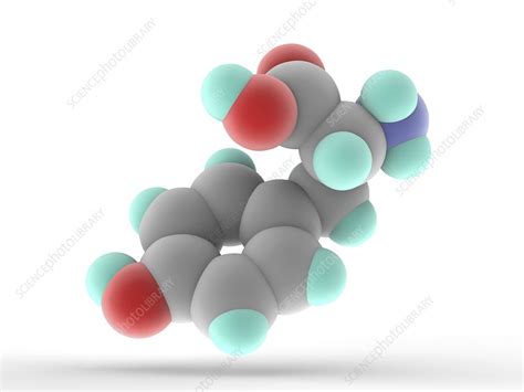 Tyrosine molecule - Stock Image - F005/7325 - Science Photo Library