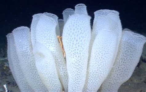 Glass Sponge Reef – Northwest Wildlife Preservation Society