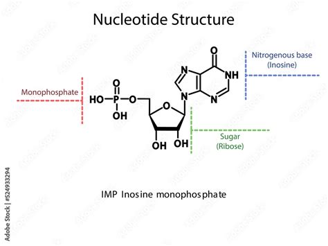 Inosine Monophosphate