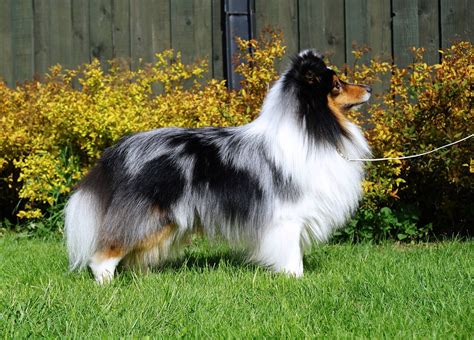 Gorgeous Blue Merle Sheltie | Sheltie, Blue merle sheltie, Shetland sheepdog