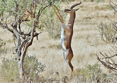 Gerenuk Eating Leaves | Animals wild, Animals, Giraffe