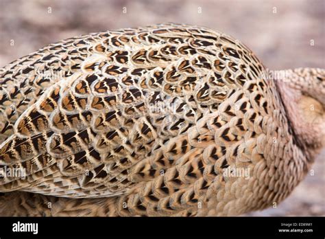 A female Common Pheasant Stock Photo - Alamy