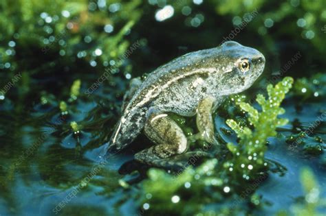 Tadpole during the final stage of metamorphosis - Stock Image - Z700/0260 - Science Photo Library