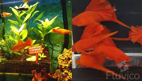 Swordtail Fish Care: The Ultimate Care Guide | Fluvico