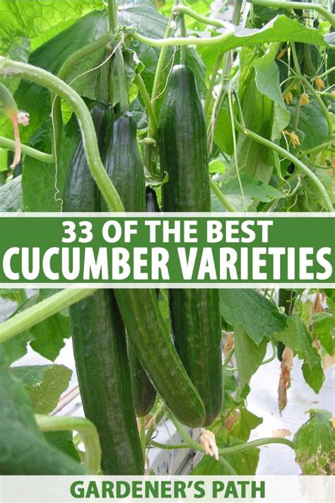 33 of the Best Cucumber Varieties to Grow at Home