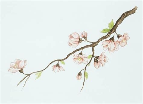 Almond (Prunus dulcis) Branch with Flowers Drawing