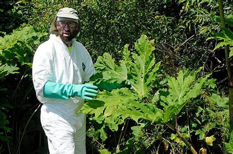 How To Safely Remove Giant Hogweed At No Cost