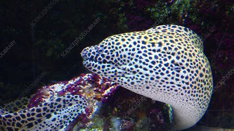 Honeycomb moray eel - Stock Video Clip - K011/8487 - Science Photo Library