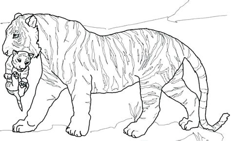 Realistic Tiger Coloring Pages at GetColorings.com | Free printable colorings pages to print and ...