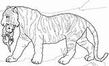 Realistic Tiger Coloring Pages At GetColoringscom  Free Printable sketch template