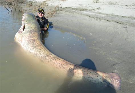 Strange but true: Mammoth catfish caught in Italy, and great white shark lurking off Washington ...