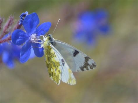 Palearctic Butterflies - Pieridae - BRITISH NATURE GUIDE