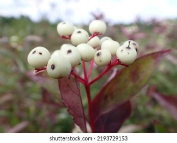 Closeup Gray Dogwood Cornus Racemosa Berries Stock Photo 2193729153 | Shutterstock