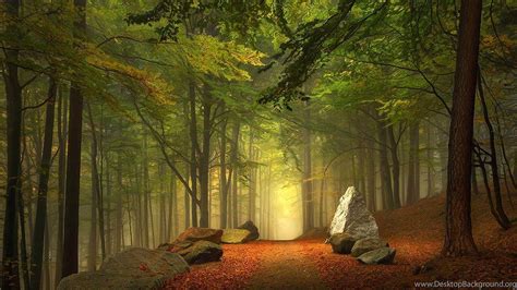 Mysterious Forest Wallpapers - Top Free Mysterious Forest Backgrounds ...